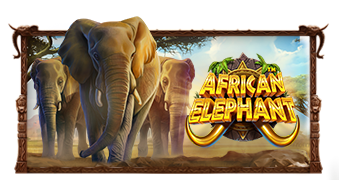 [PRAGMTIC] 아프리카 코끼리